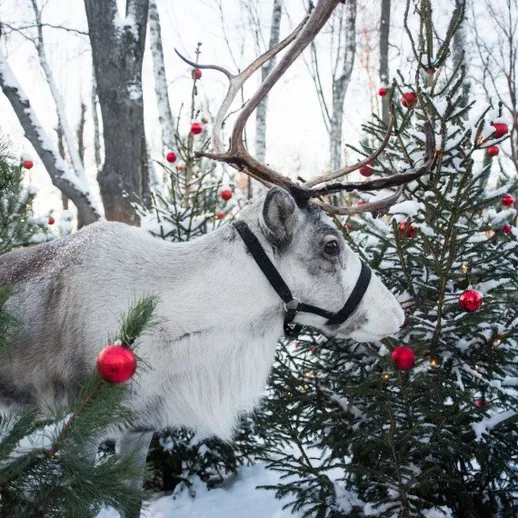 Сами с оленем среди рождественских деревьев в зимнем парке
