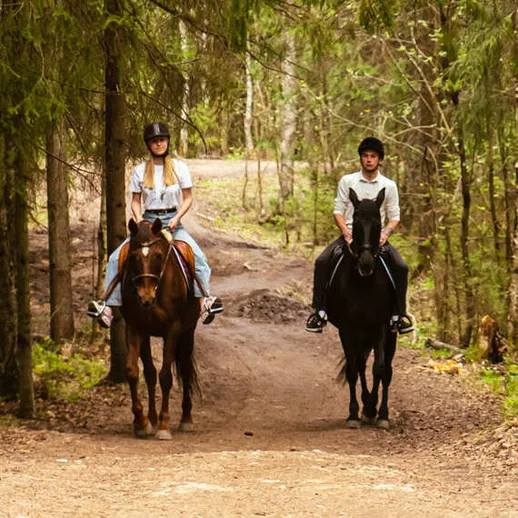 Прогулка на лошадях по лесной тропе в тишине природы в солнечный день Прогулка на лошадях по лесной тропе в тишине природы в солнечный день