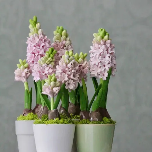 Цветы гиацинта в горшках на фоне серой стены, украшение для дома весной