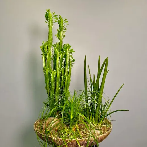 Создание композиции из кактусов и трав в уютном интерьере