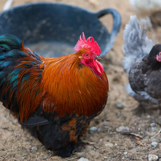 Яркие петух и курица на фоне ведра в деревне
