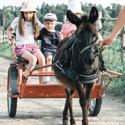 Дети на прогулке в повозке с осликом в загородном лесу в солнечный день