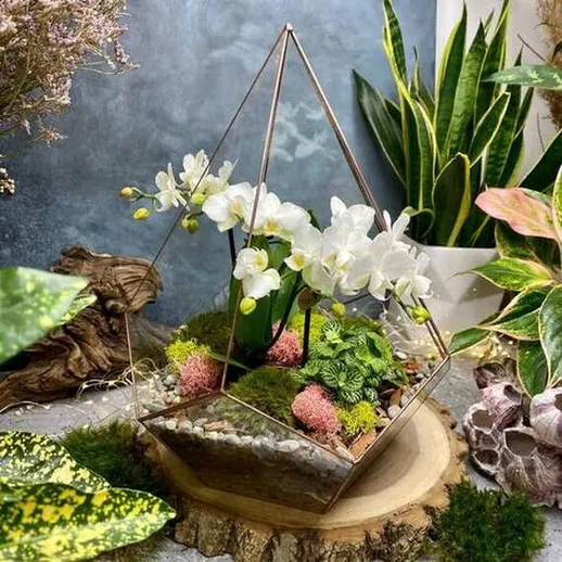 Стильный террариум с орхидеями и зеленью на деревянной подставке среди комнатных растений