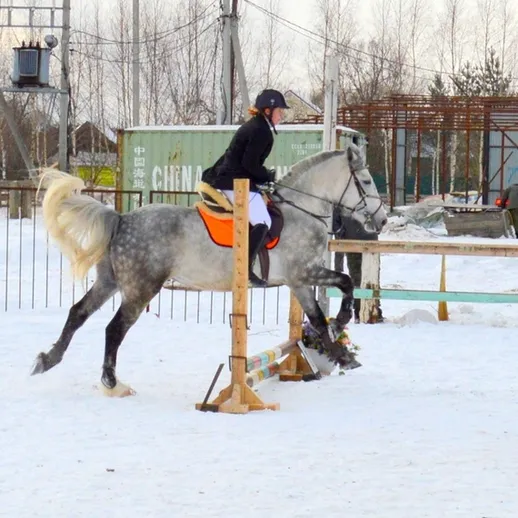 Всадник на сером коне преодолевает препятствия на конюшне в зимний день