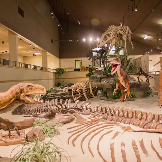 Экспозиция динозавров в музейной выставке с реконструкциями скелетов и ископаемыми окаменелостями