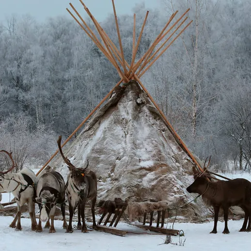 На заснеженной равнине находятся олени у чума, сделанного из еловых веток и снегов, в зимний день в северных регионах