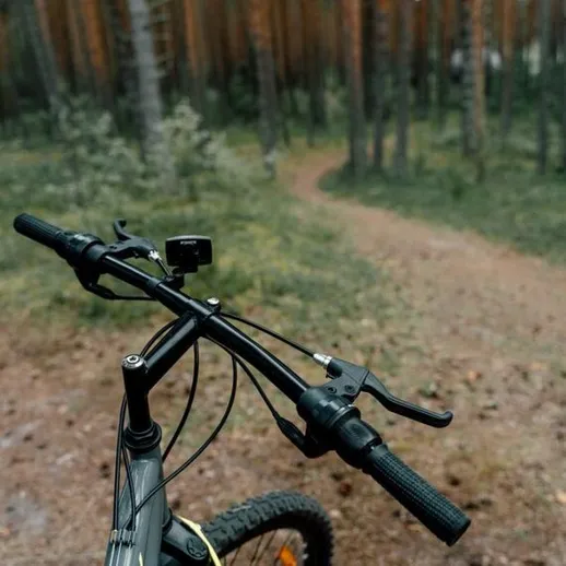 Велосипед стоит на тропинке в лесу среди высоких деревьев в конце осени