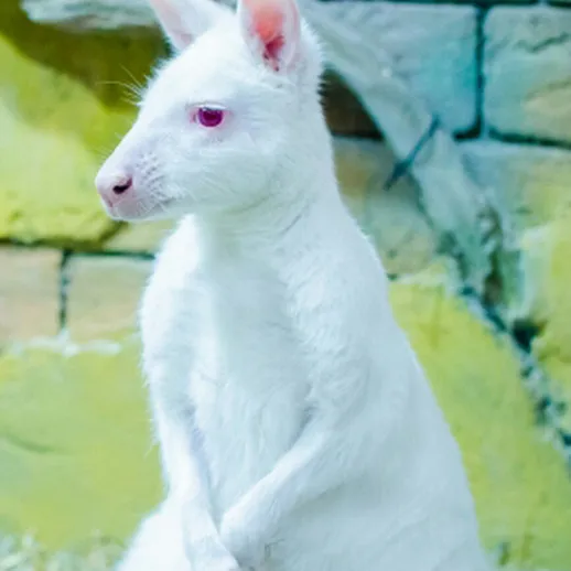 Белый кенгуру стоит на задних лапах в зоопарке среди ярких стен