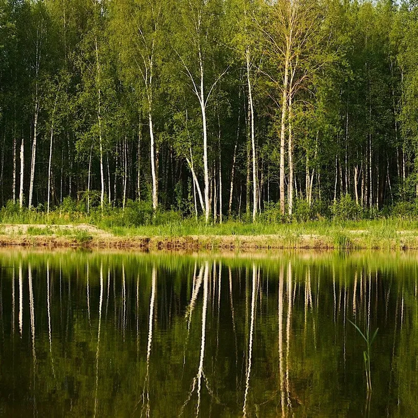 Домик в соснах - Фото 19