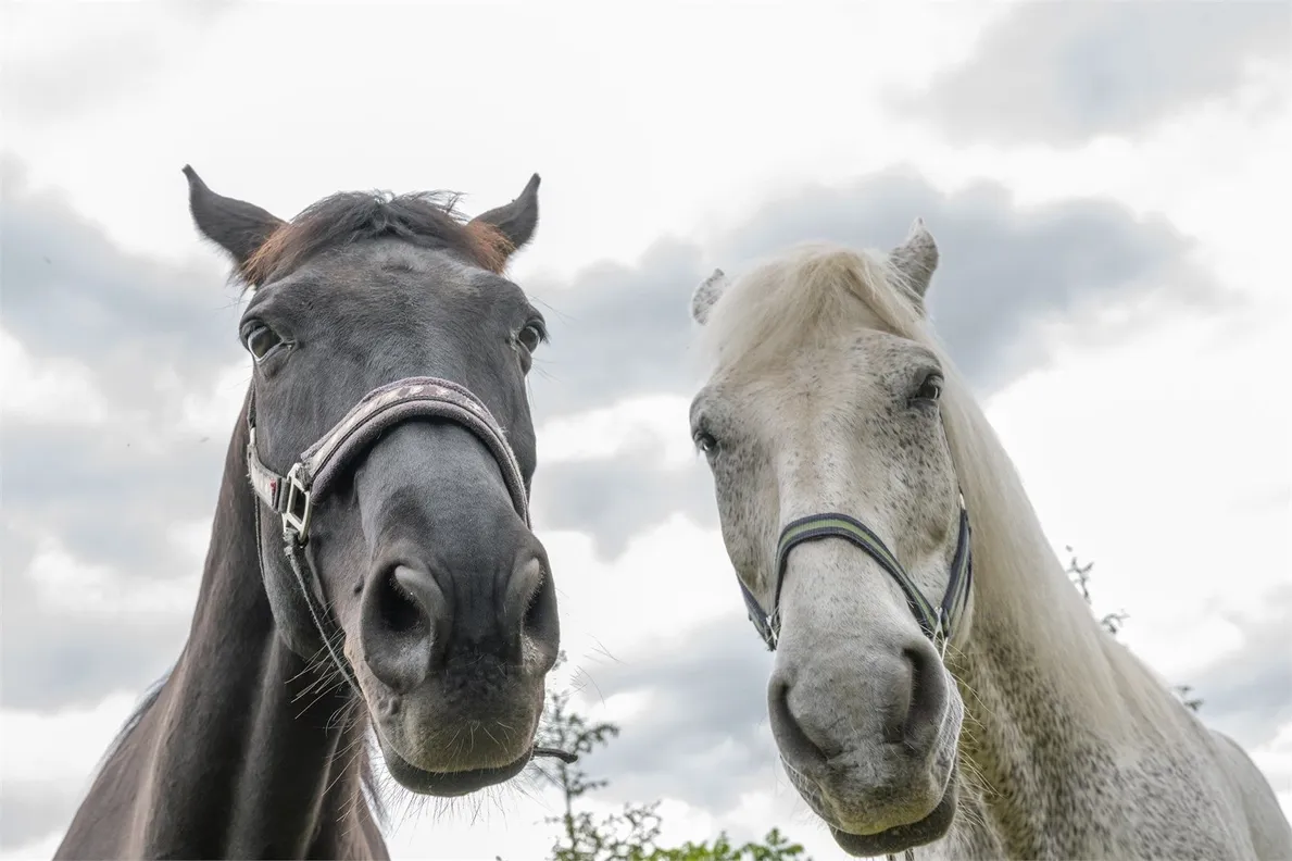 Загородный отдых в Парк отель Николо-поле - Фото 8