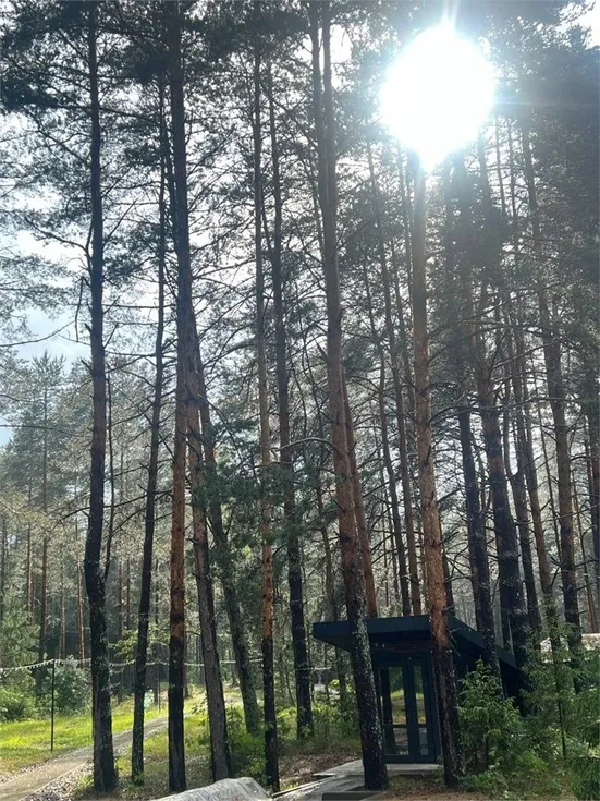 Вино и Сосны - Фото 22