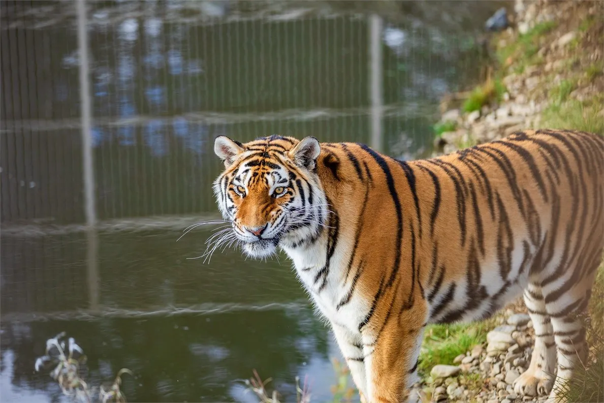 Черные камни  - отель - Фото 13