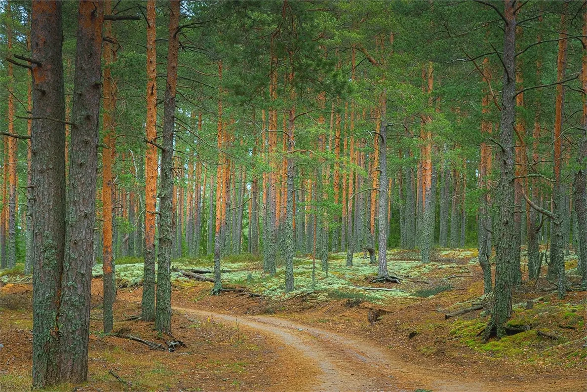 WhiteResort Поляны / Карелия - Фото 10