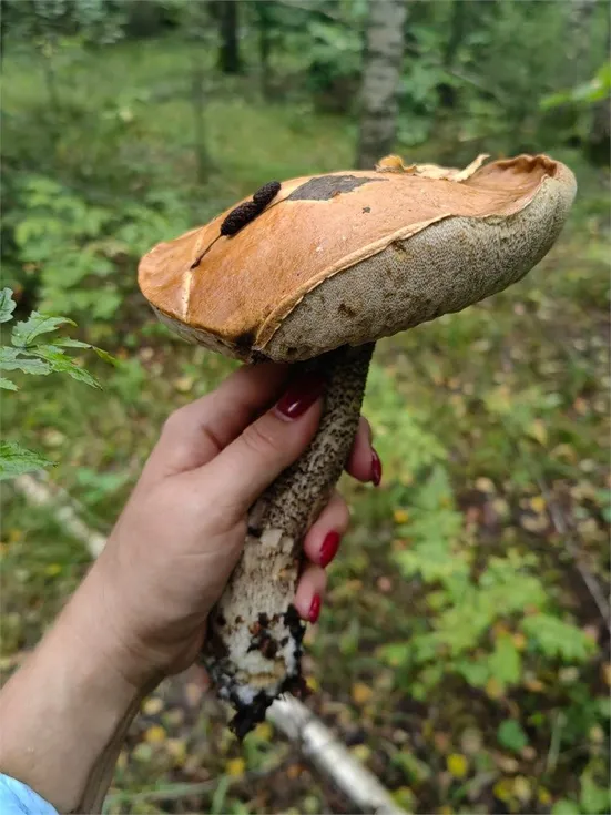 Глэмпинг "Модная коза" - Фото 7