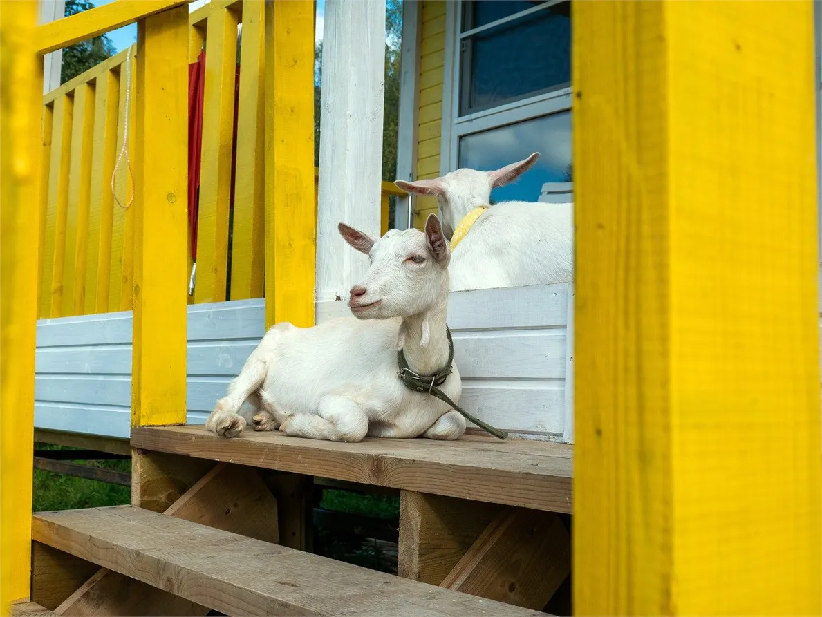 Глэмпинг "Модная коза" - Фото 4