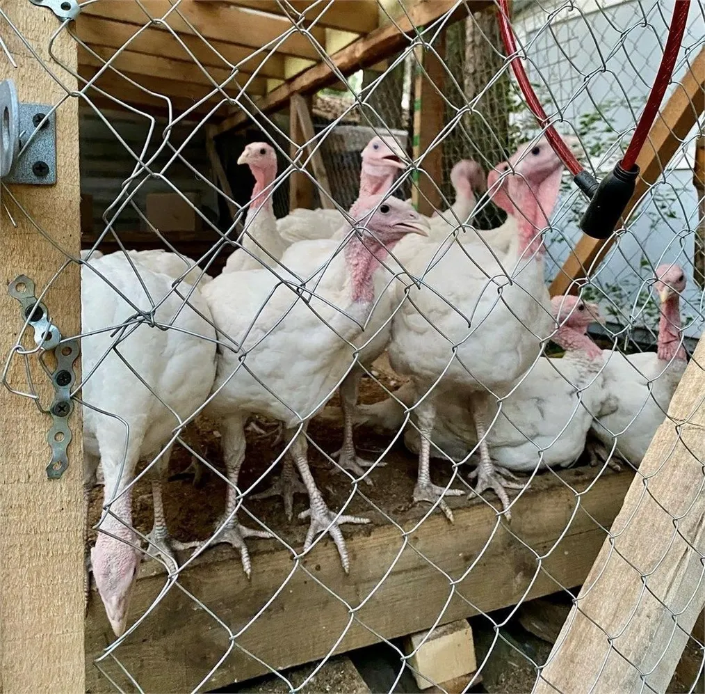 Vyritsa village - Фото 14